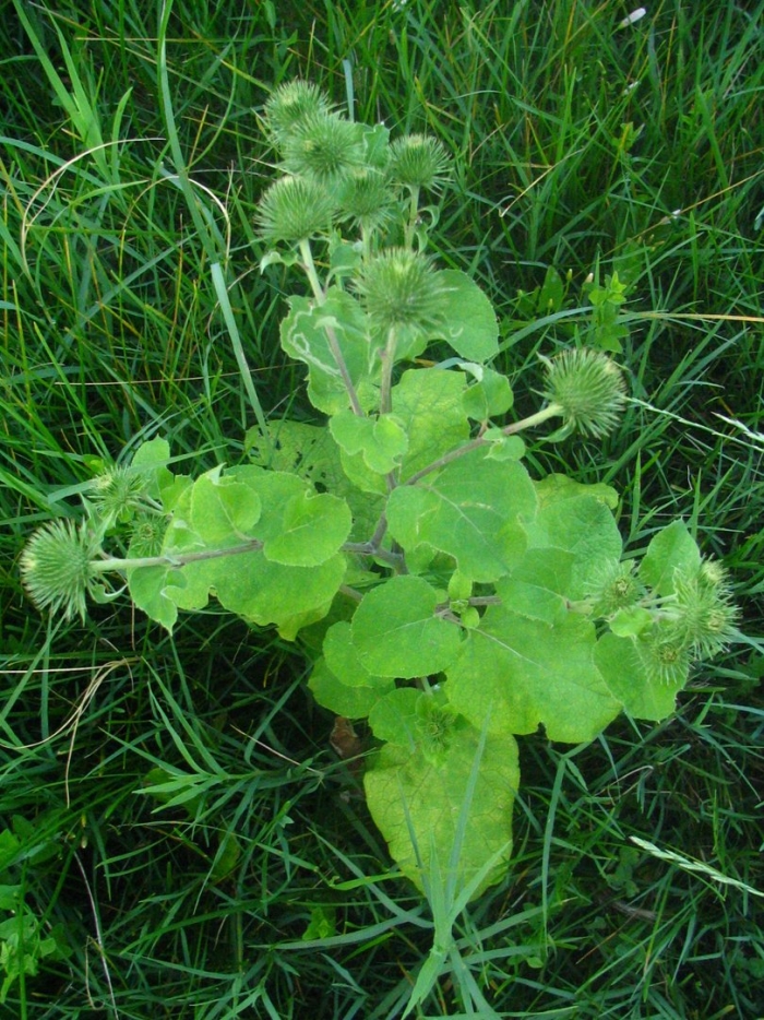 Лопух дубравный лесной