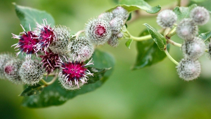 Лопух репейник