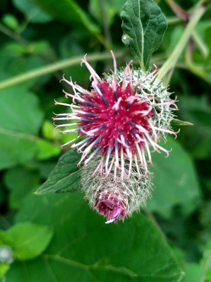 Репейник луговой