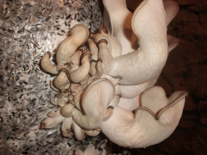 Домашняя грибница вешенки