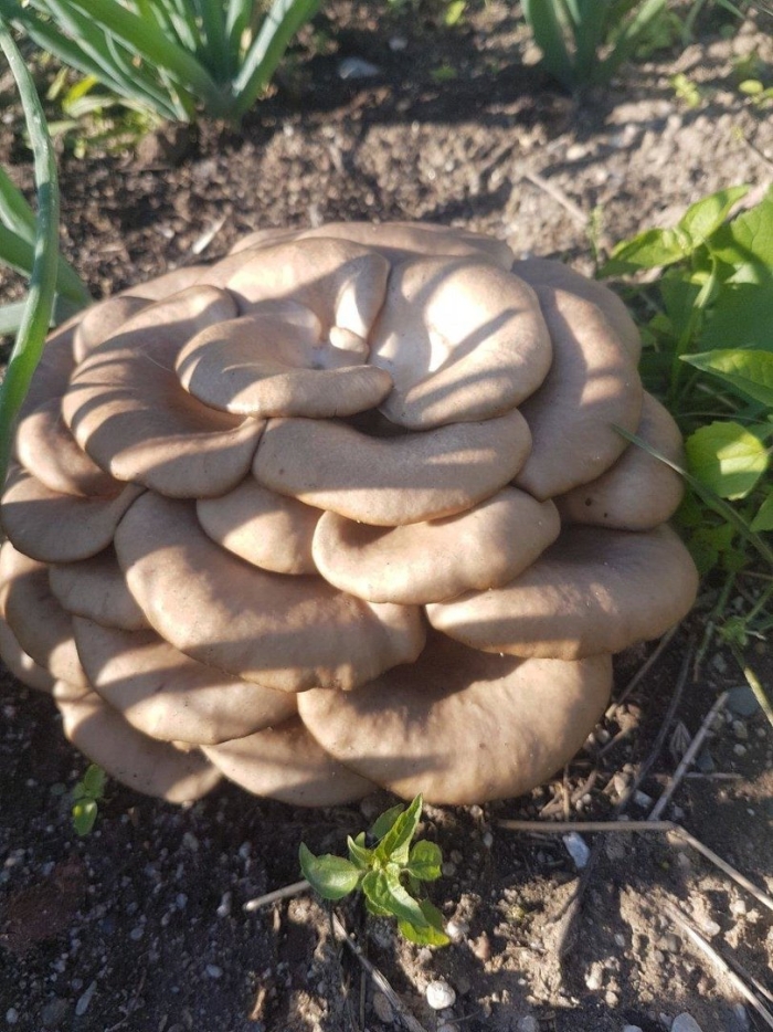 Гриб вешенка устричная