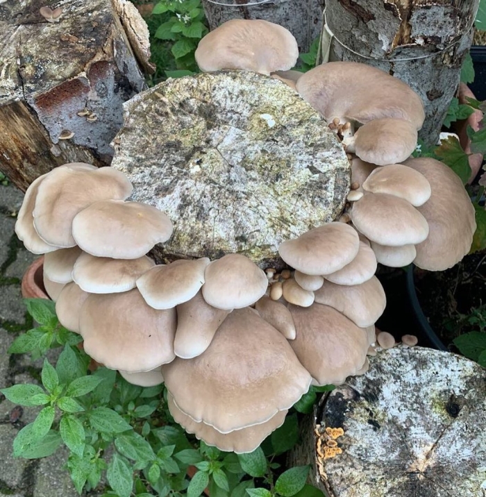 Гриб вешенка обыкновенная