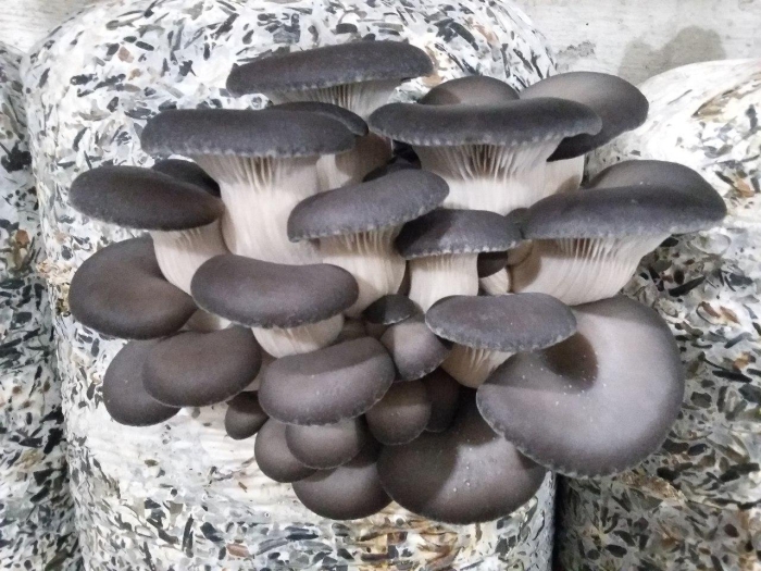 Вёшенка обыкновенная