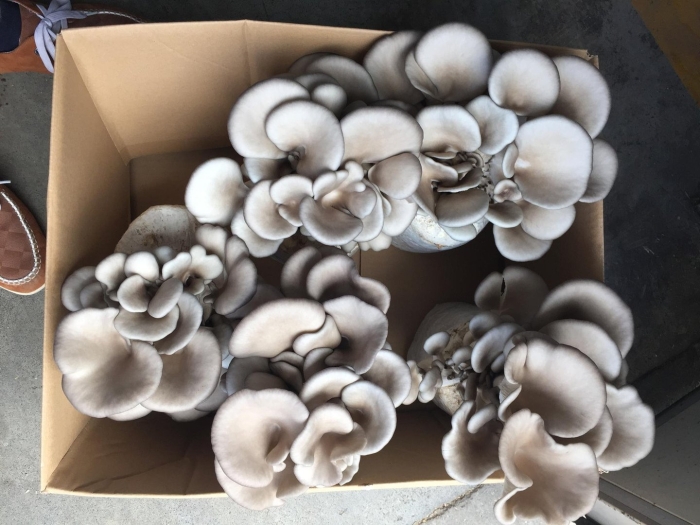 Вешенка устричная