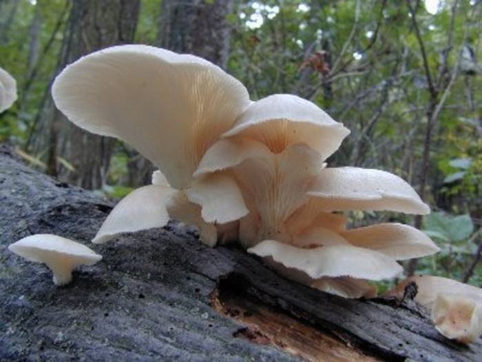 Вёшенка устричная pleurotus ostreatus