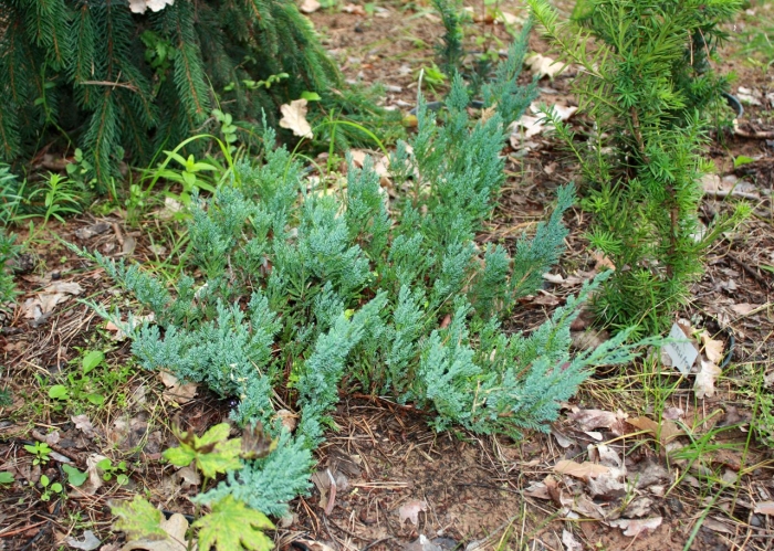 Верес можжевельник