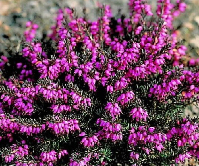 Эрика дарленская kramer's rote