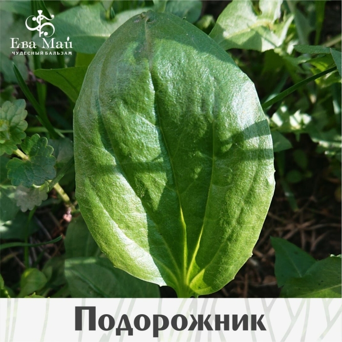 Подорожник лекарственное растение