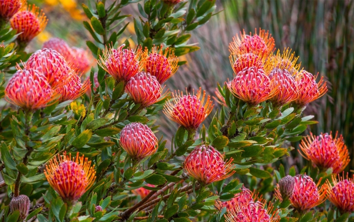 Нутан леукоспермум