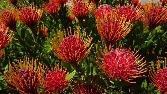 Протея леукоспермум
