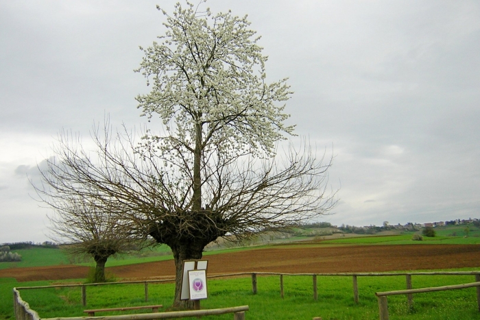 Двойное дерево касорцо