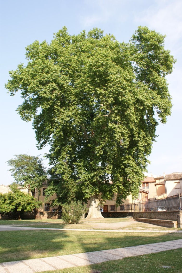 Платан мексиканский