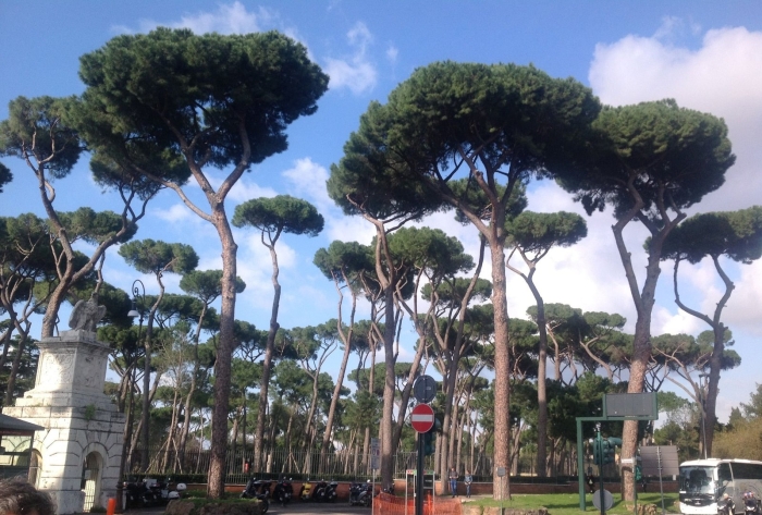 Сосна пиния рим