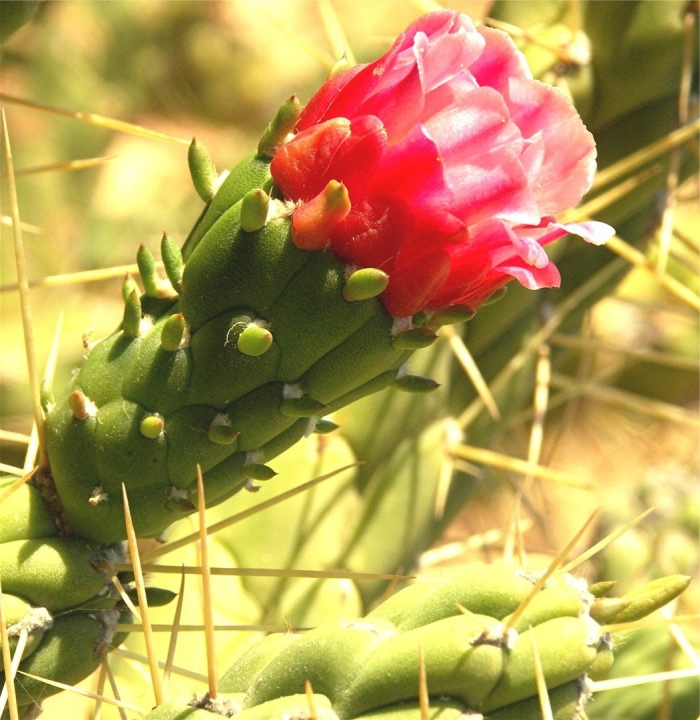 Опунция аустроцилиндропунция шиловидная