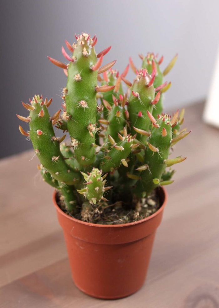 Опунция аустроцилиндропунция шиловидная