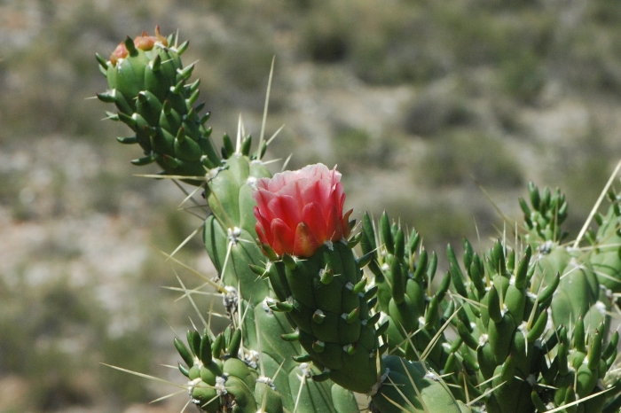 Кактус austrocylindropuntia subulata