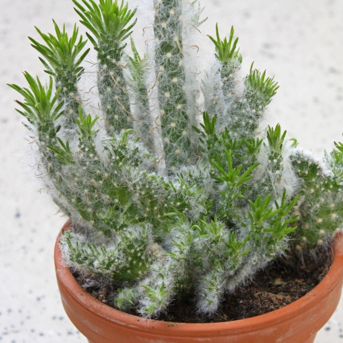 Суккулент аустроцилиндропунция шиловидная