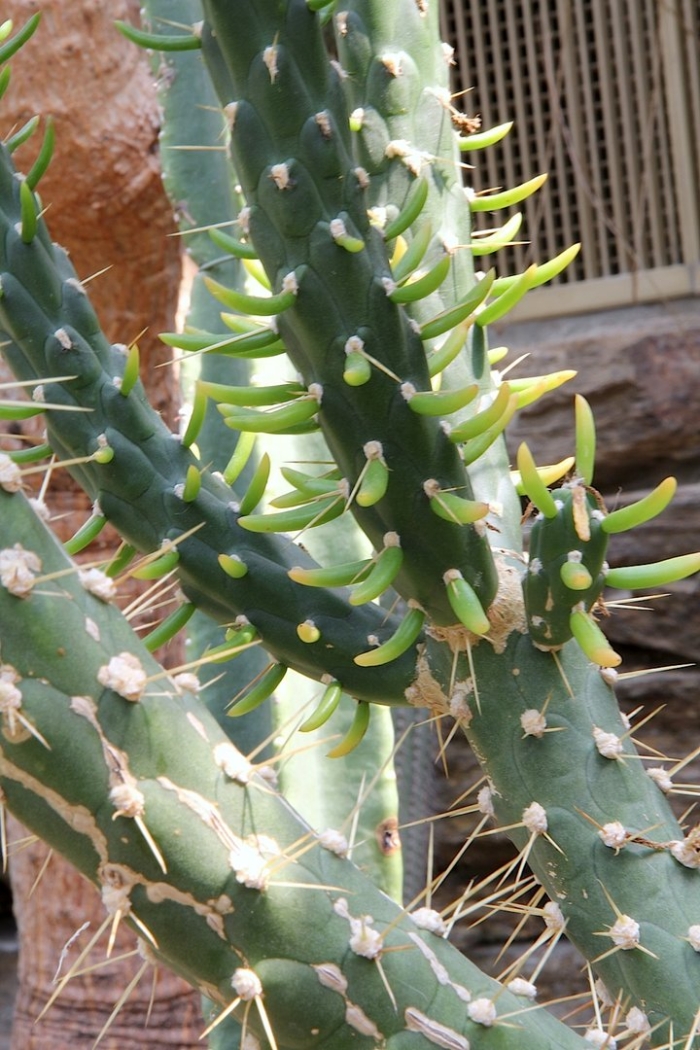 Аустроцилиндропунция субулата