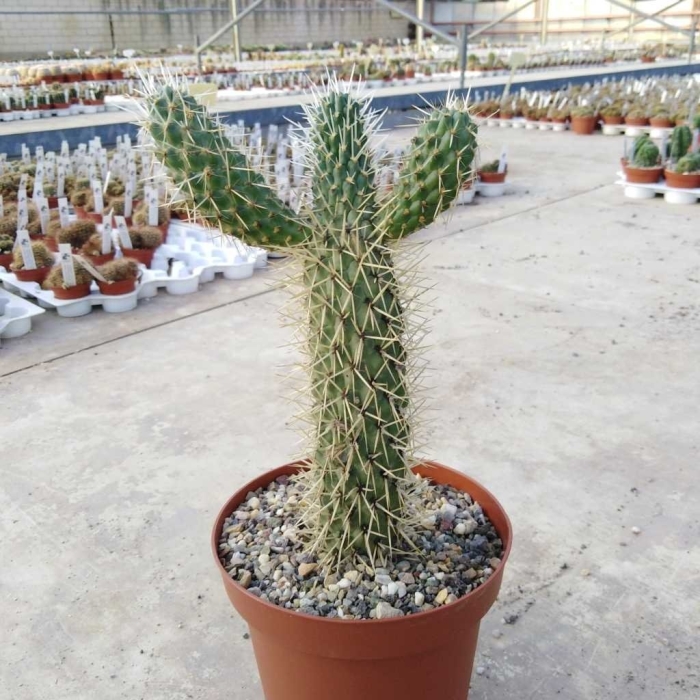 Опунция биджелоу