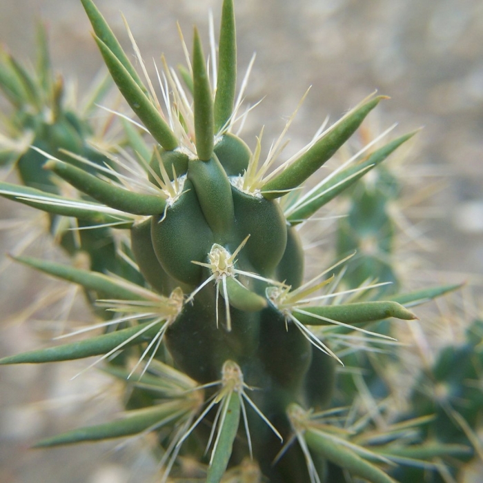 Cylindropuntia imbricata