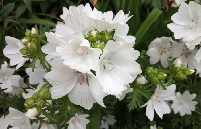 Мальва мускусная просвирник