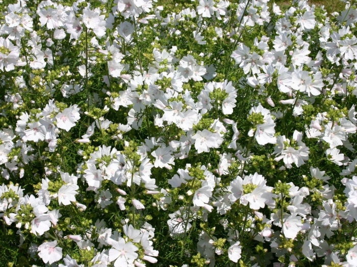 Мальва мускусная альба