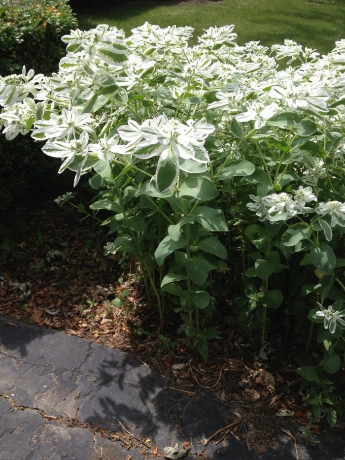 Молочай окаймленный маргината