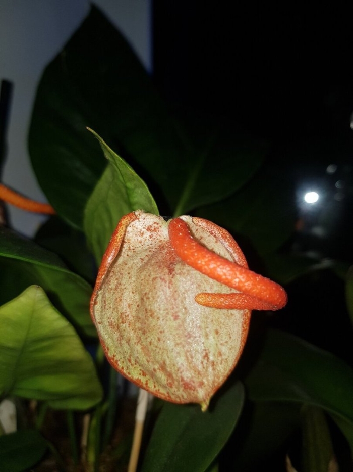 Антуриум шерцера