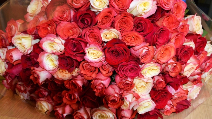 Роза муссет