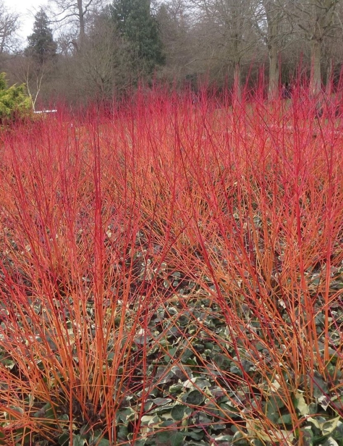 Дерен кроваво красный винтер бьюти