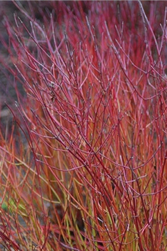 Дерен cornus sanguinea