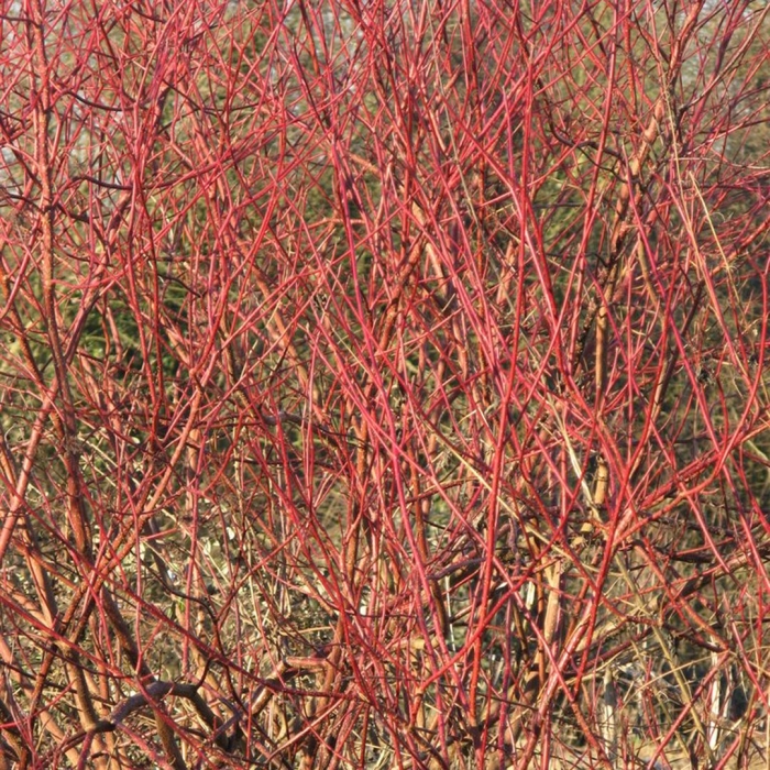 Cornus sanguinea - кизил