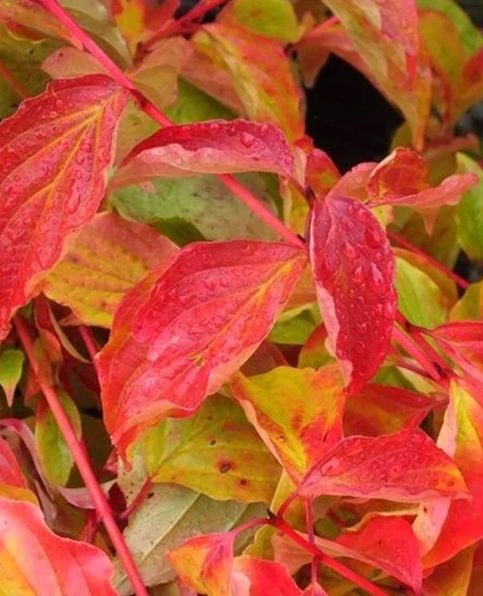 Дерен кроваво красный cornus sanguinea