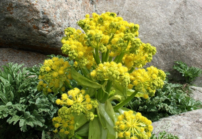 Ферула тонкорассечённая