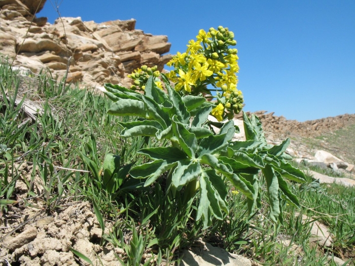 Каврак ферула