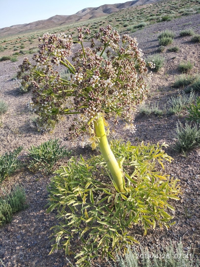 Каврак усимлиги