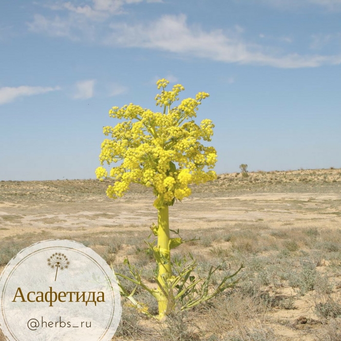 Ферула асафетида