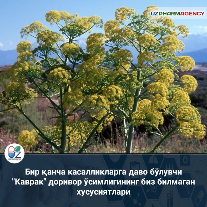 Ферула джунгарская