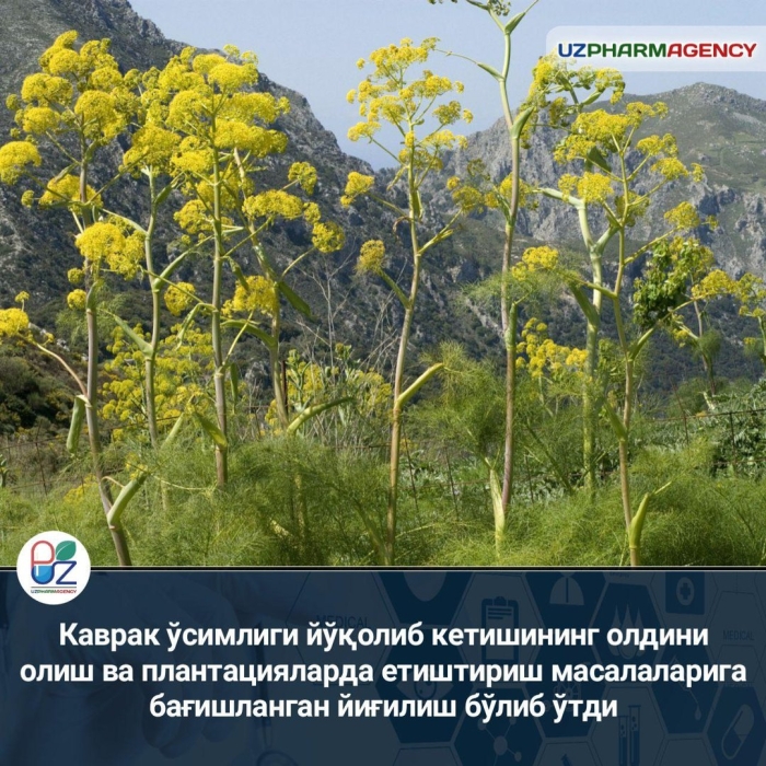 Ферула джунгарская