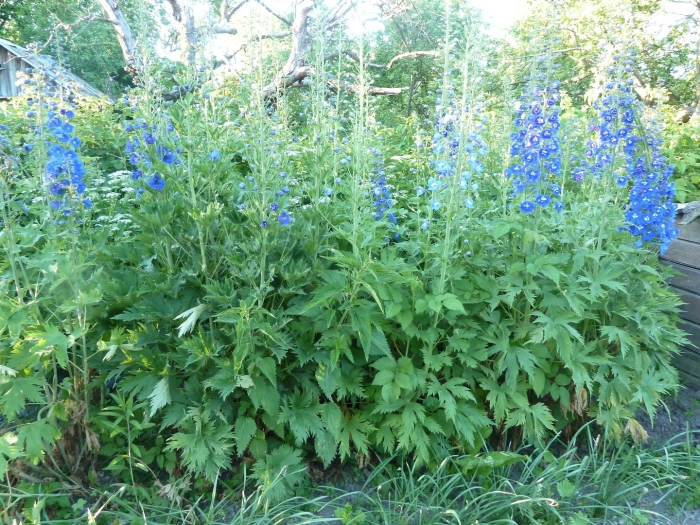 Дельфиниум многолетний