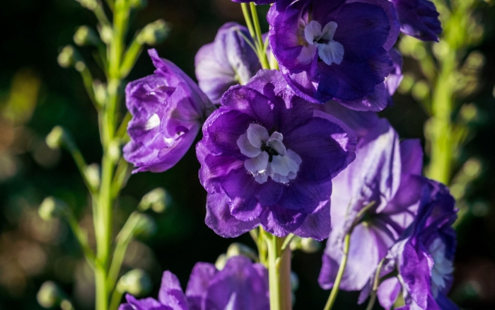 Дельфиниум фиолетовый