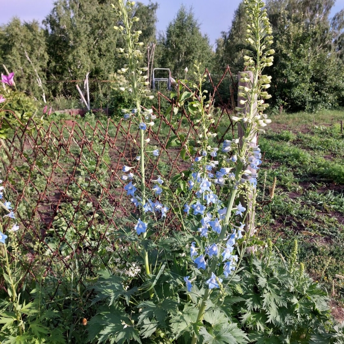 Дельфиниум маака