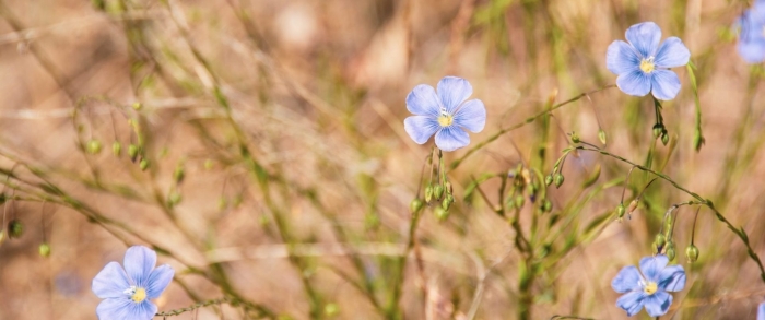 Лён обыкновенный долгунец