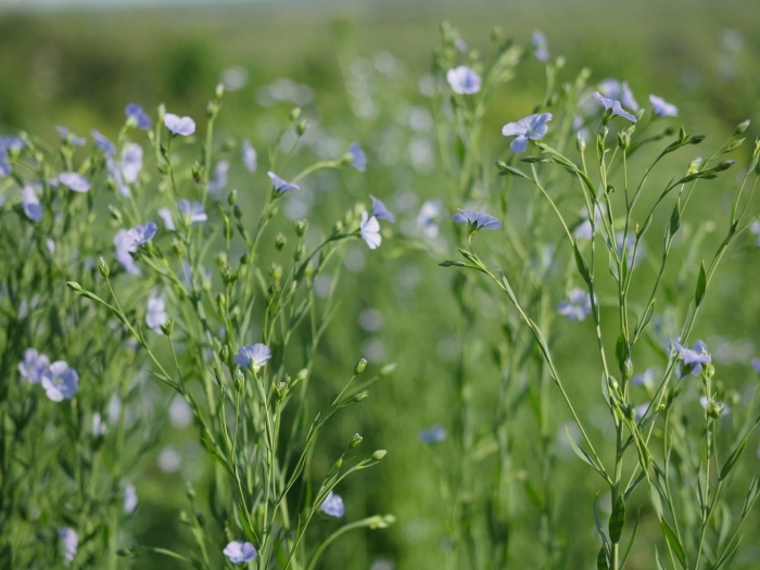 Лён-долгунец растет