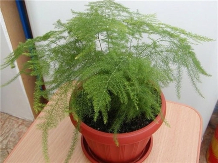 Аспарагус перистый шпренгера