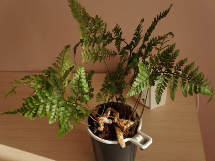 Эпифитный папоротник даваллия