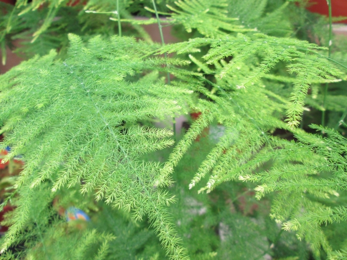 Папоротник аспарагус