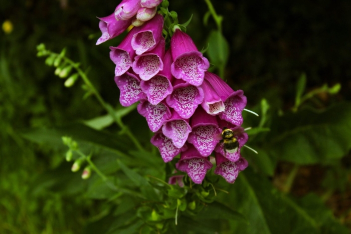 Foxglove plant