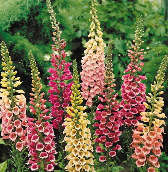 Дигиталис наперстянка