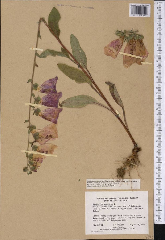 Наперстянка пурпурная гербарий